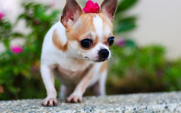 Small chihuahua dog with a pink flower on its head looking down outdoors