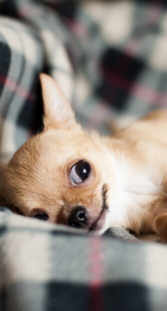 Close up of Chihuahua resting on a soft blanket in a cozy setting