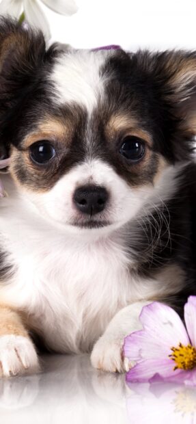 A close up of a Chihuahua puppy showing its adorable face and soft fur