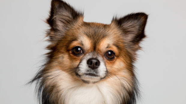 Close up of a Chihuahua with long fur looking at the camera
