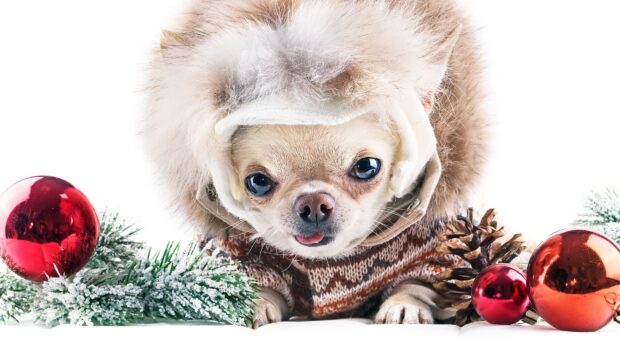 Cute chihuahua wearing a winter coat with fur hood surrounded by Christmas decorations