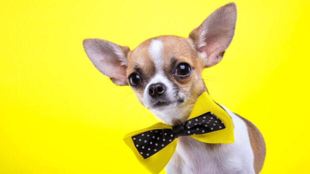 Cute Chihuahua wearing a yellow and black bow tie on a bright yellow background