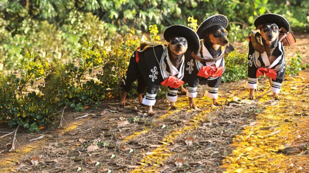 Three chihuahua dogs dressed in mariachi costumes standing outdoors in sunlight