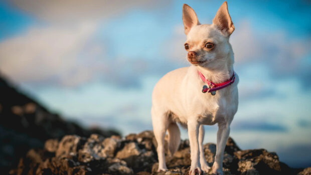 Small Chihuahua with a pink collar standing on rocks outdoors