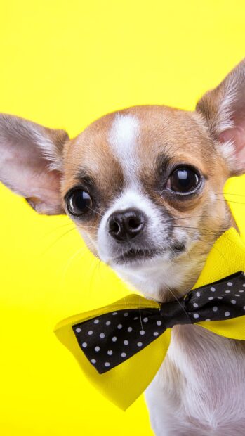 Cute chihuahua wearing a yellow bow tie on a bright yellow background