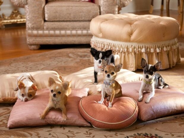 Five adorable chihuahua pups sitting on cushions in a cozy living room