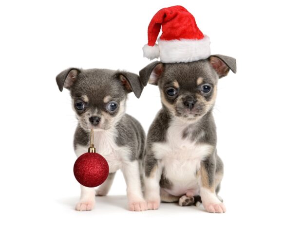 Two chihuahua puppies with one wearing a Santa hat and the other holding a Christmas ornament
