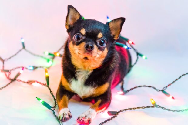 Small black and tan chihuahua lying surrounded by colorful fairy lights