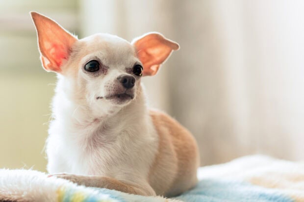 Small white chihuahua resting comfortably on a soft blanket inside a warm room