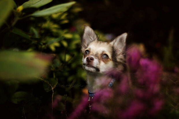Adorable chihuahua looking up among green foliage and purple flowers