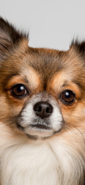 Close up of a Chihuahua dog showing its fluffy fur and cute eyes