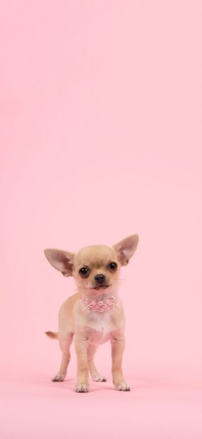 Cute chihuahua wearing a pearl necklace standing on a pink background