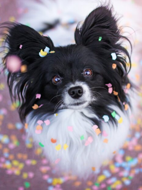 Black and white Chihuahua wearing colorful confetti around its face looking up