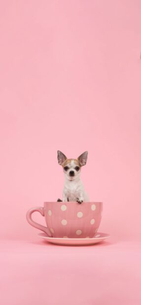Small Chihuahua sitting inside a pink cup on a pink background