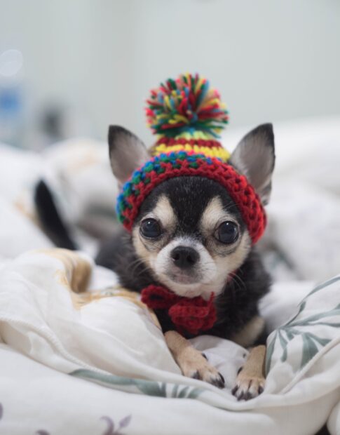 Small chihuahua wearing a colorful knitted hat lying on soft blankets