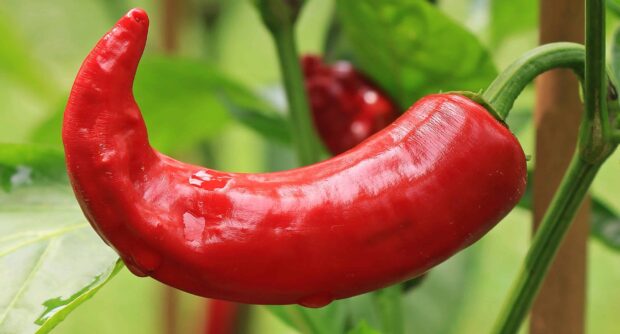 Red chili pepper growing on green plant with water droplets on skin