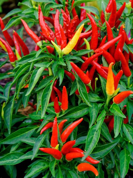 Bright chili pepper plants growing with red and yellow chili pepper fruits among green leaves