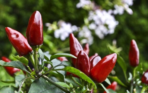 Red chili pepper growing on the green plant with blurred background