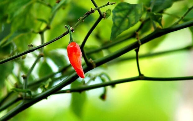 A single chili pepper hanging on a green chili pepper plant branch in nature