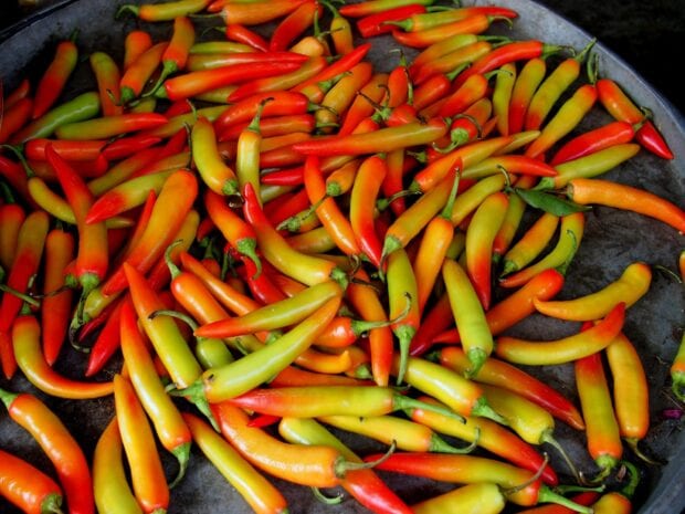 Fresh chili pepper assortment with red orange and yellow colors on metal tray