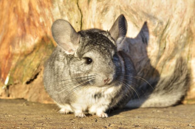 A curious chinchilla sitting on wooden surface in natural sunlight