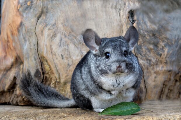 A cute chinchilla sitting on a wooden surface next to a green leaf
