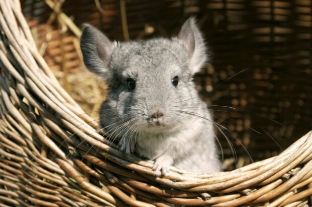 A gray chinchilla sitting inside a woven basket looking directly at the camera