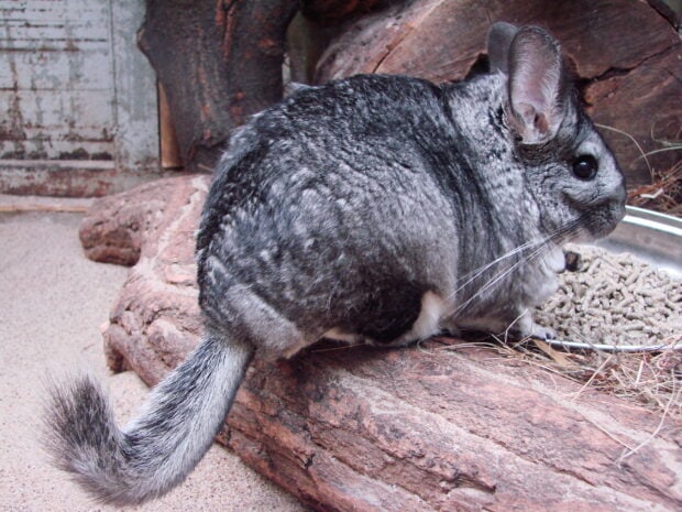A chinchilla sitting on a stone surface near food pellets in a natural enclosure