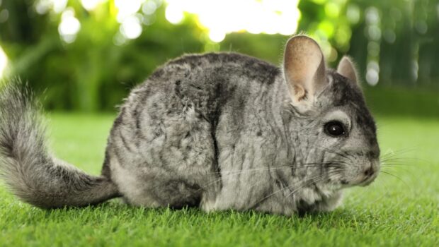 A chinchilla resting on green grass in a natural outdoor setting