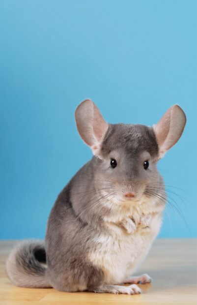 A cute chinchilla sitting on wooden surface against blue background