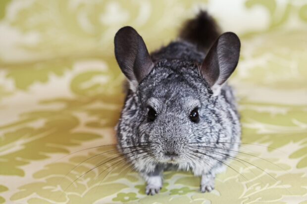 A gray chinchilla sitting on a patterned green surface looking directly at the camera