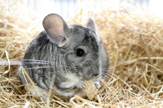A chinchilla holding a small treat while sitting on straw in a natural setting