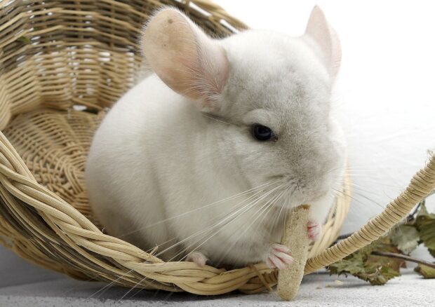 A chinchilla holding and eating a treat while sitting inside a woven basket