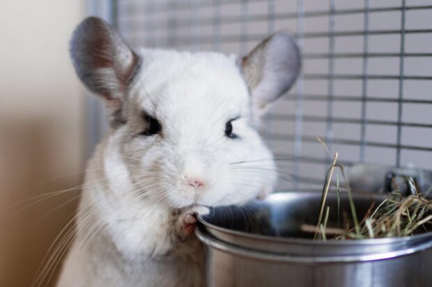 A chinchilla nibbling on the edge of a metal food bowl in a cage