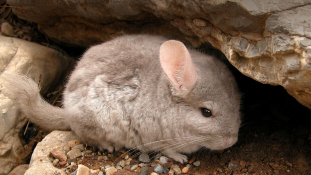 A chinchilla resting among rocks with soft fur and prominent ears