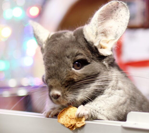A chinchilla holding a dried fruit piece with its paw close up view