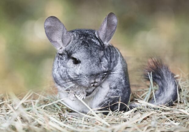 A chinchilla sitting on dry grass with soft gray fur and large ears