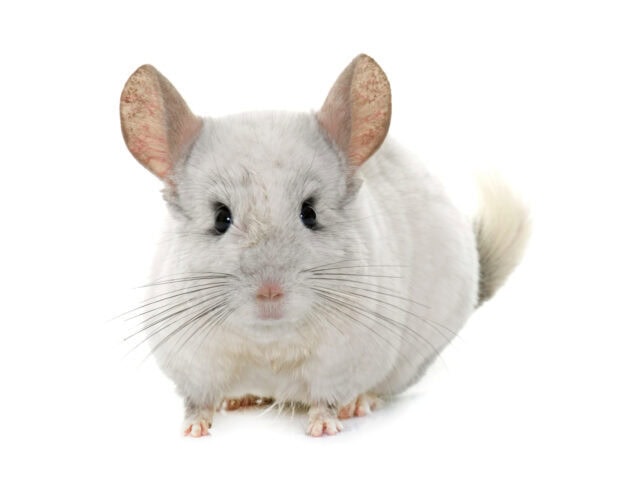 A close up of a chinchilla with soft fur and big ears on a white background