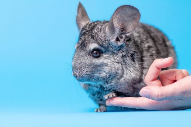 A close up of chinchilla resting its paw on a finger on a blue background