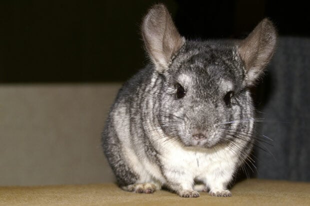Cute chinchilla sitting on a soft surface looking directly at the camera
