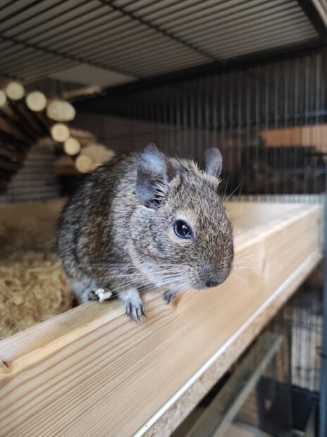 A close up of a chinchilla sitting on a wooden edge inside a cage