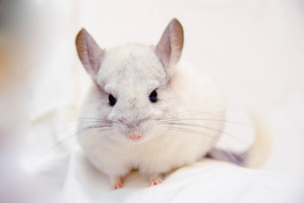 A close up of a chinchilla sitting on a white surface in soft lighting