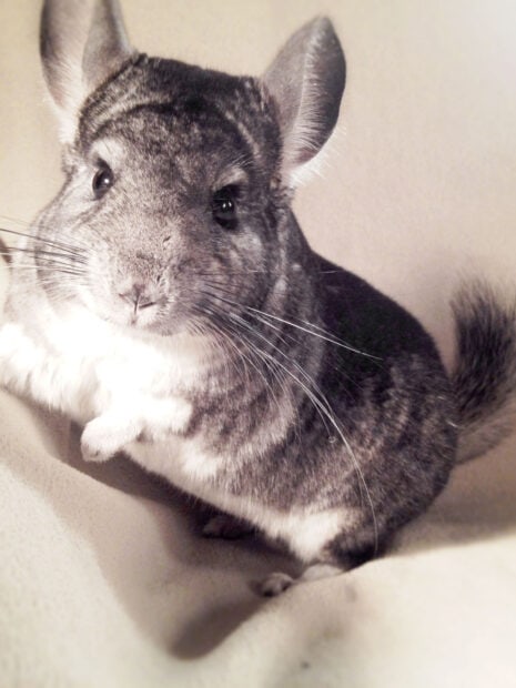 Cute chinchilla sitting on a soft fabric close up view