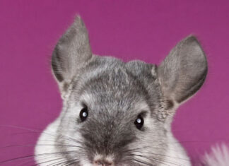Cute chinchilla posing with soft fur on a purple background
