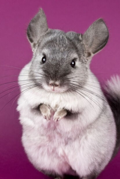 Cute chinchilla posing with soft fur on a purple background