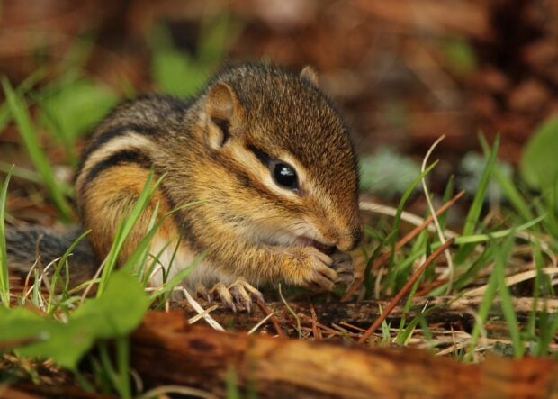 A chipmunk eating food while sitting in the grass in a natural outdoor setting