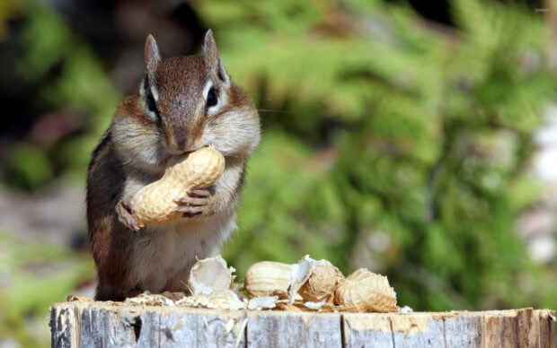 A chipmunk holding a peanut in its paws with cheeks full of food on a wooden surface