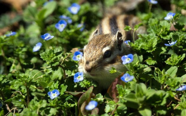 A chipmunk resting among green plants and small blue flowers in natural sunlight