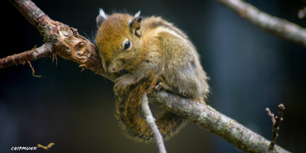 A chipmunk resting on a tree branch with its tail curled around the branch
