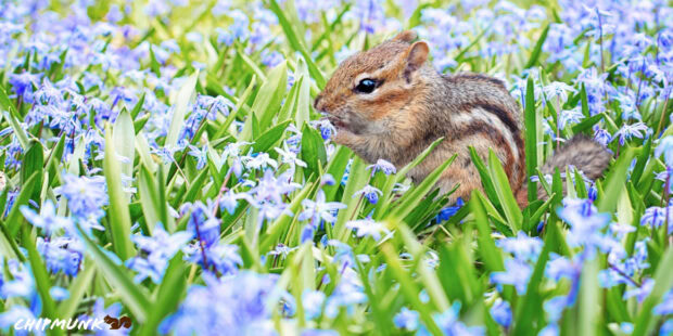 A chipmunk sitting among green leaves and purple flowers in a natural setting